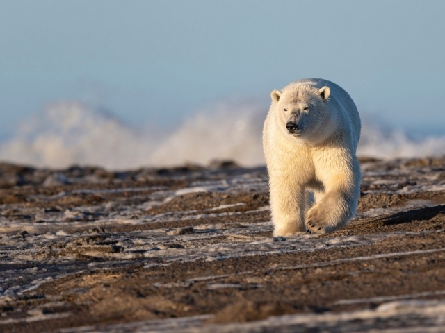Большой белый медведь идет по песку