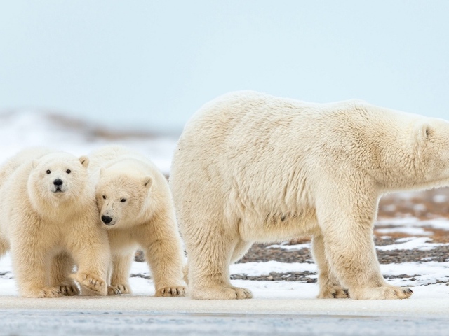 Большая белая медведица идет по снегу с маленькими медвежатами