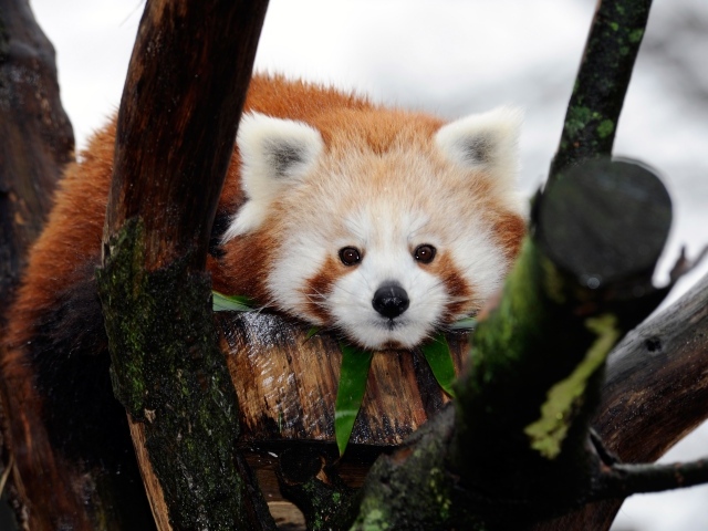 Милая малая панда лежит на дереве 