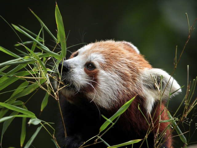 Малая панда грызет ветки бамбука