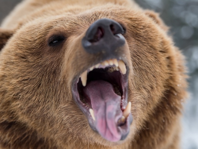 Грозный оскал бурого медведя 