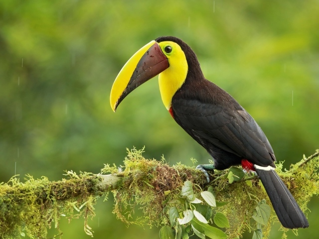 Большой тукан сидит на ветке дерева под каплями дождя