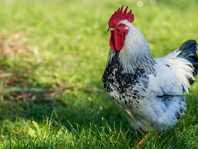 Красивый петух на зеленой траве