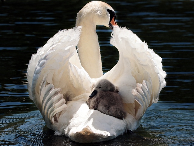 Красивый белый лебедь с птенцом в воде 