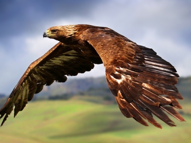 Большой коричневый орел летит в небе 
