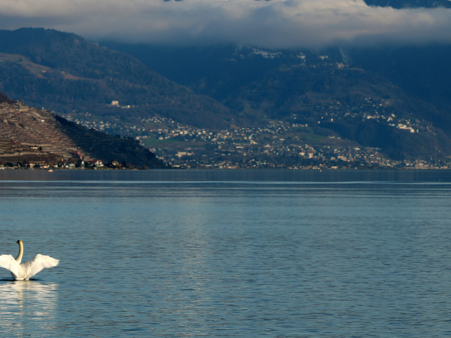 Большой белый лебедь в воде на фоне гор 