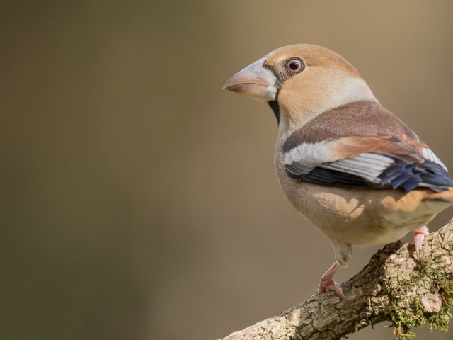 Птица сидит на ветке дерева крупным планом