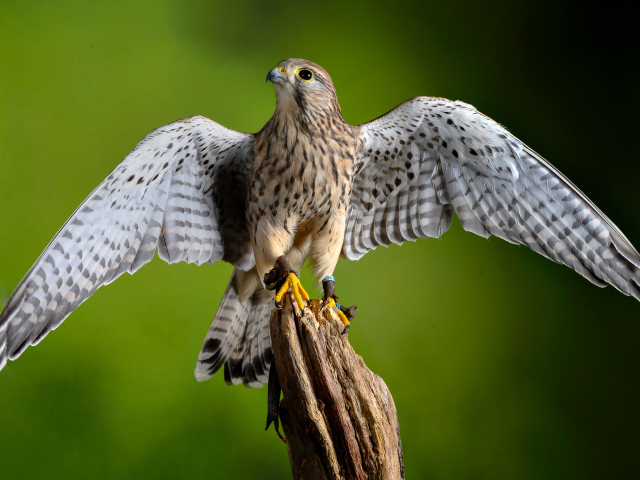 Птица обыкновенная пустельга сидит на дереве