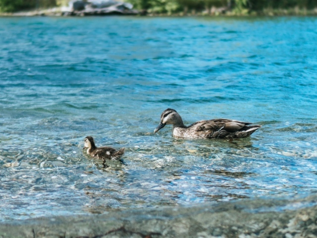 Утка с маленьким утенком в воде