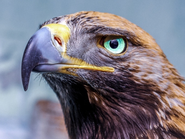 Орел с острым клювом голова крупным планом