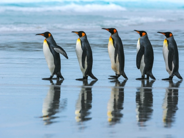 Пять пингвинов идут по воде