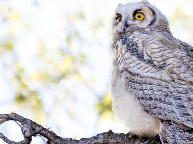Большая серая сова с желтыми глазами на ветке 