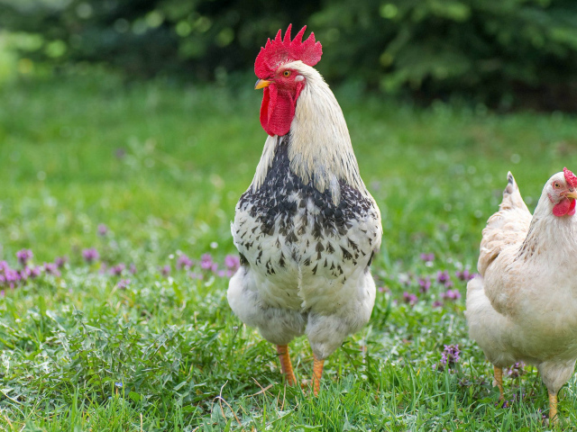 Домашний петух и курица на зеленой траве