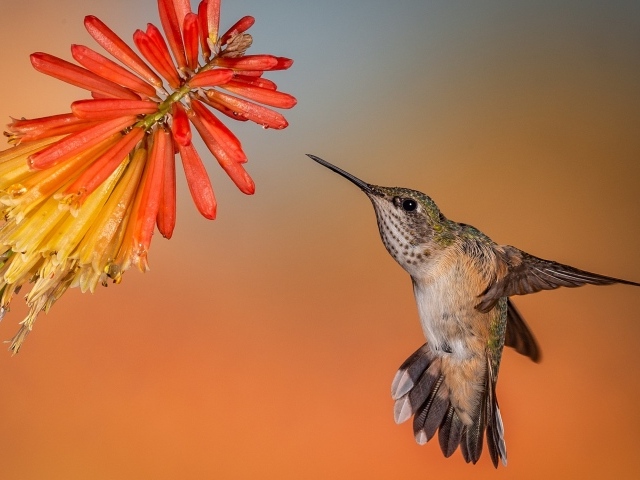 Птица колибри в полете у красного цветка 