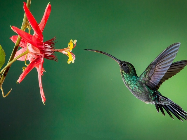 Маленькая птичка колибри пьет нектар с цветка