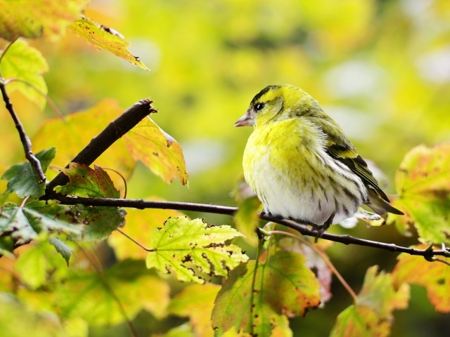 Маленькая птичка сидит на ветке с желтыми листьями