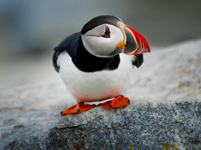 Маленький грустный тупик на камне