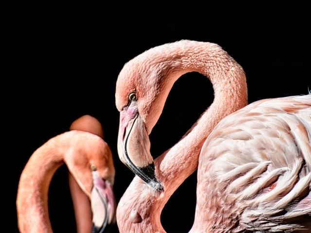 Розовый фламинго на черном фоне крупным планом