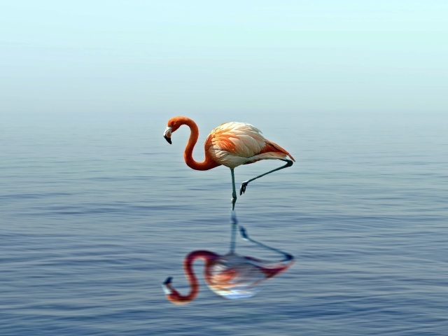 Розовый фламинго стоит на одной ноге в воде 