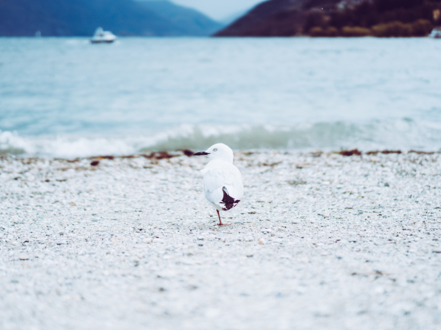 Чайка ходит по песку у воды