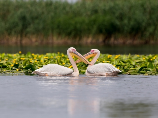 Два больших пеликана в воде с желтыми лилиями