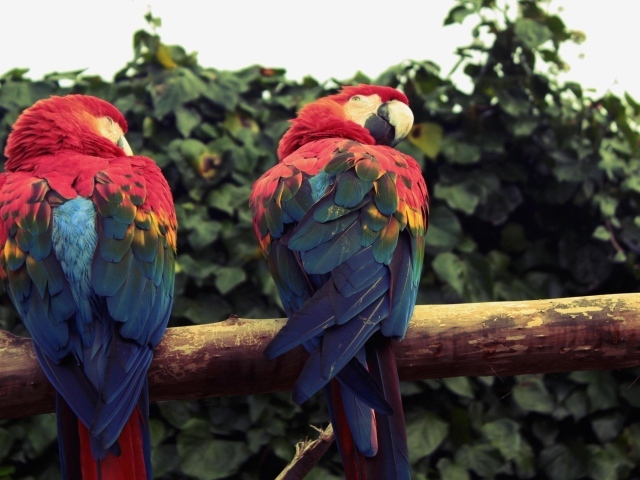 Два попугая ара сидят на ветке 