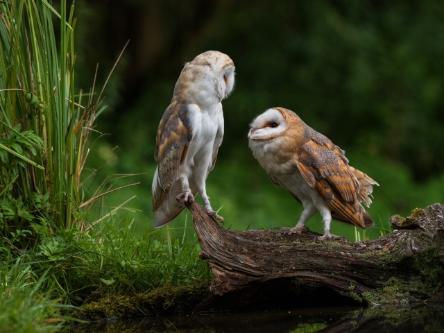 Две совы сидят на сухом дереве у воды