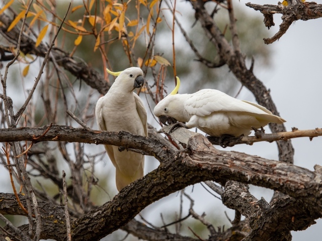 Два белых попугая сидят на ветке дерева 