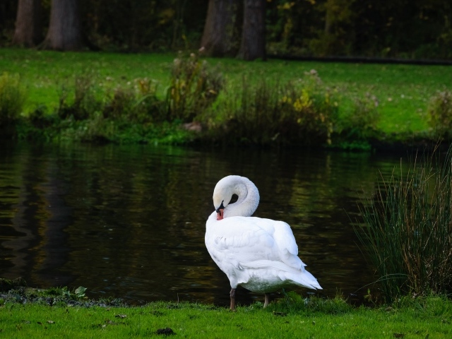 Белый красивый лебедь стоит у пруда на зеленой траве