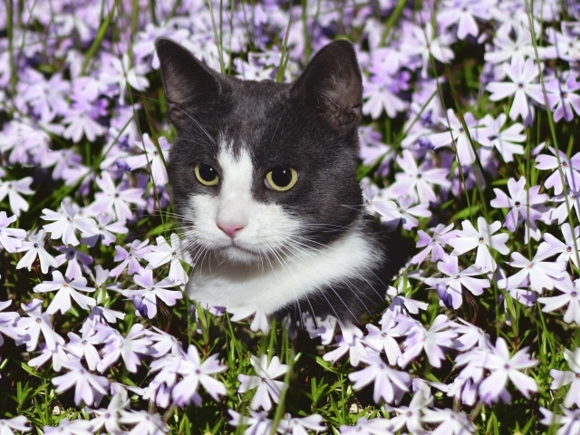 Красивый кот сидит в цветах 