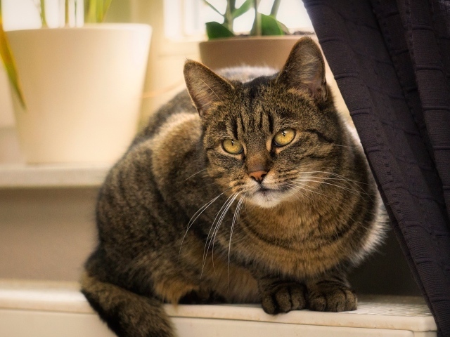 Красивый серый кот сидит на батарее у окна 