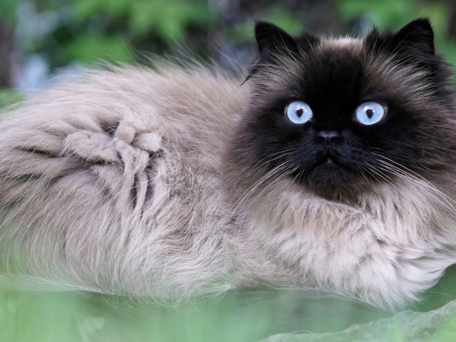 Красивый голубоглазый породистый сиамский кот 