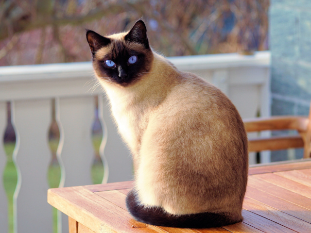 Красивая голубоглазая сиамская кошка сидит на столе