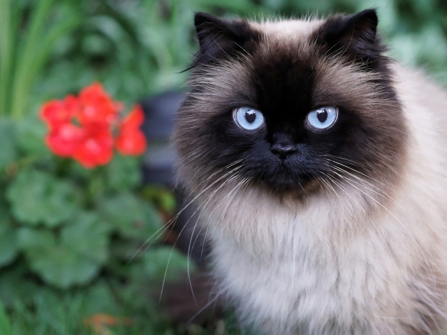 Красивый пушистый голубоглазый кот 