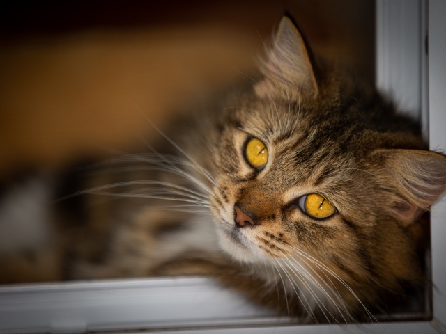 Красивый пушистый серый кот с желтыми глазами