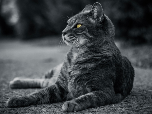 Красивый серый кот с зелеными глазами лежит на асфальте