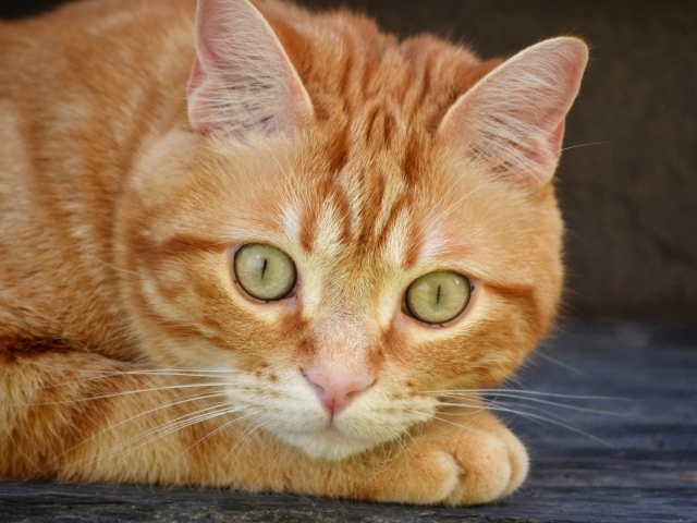 Рыжий красивый кот с большими зелеными глазами