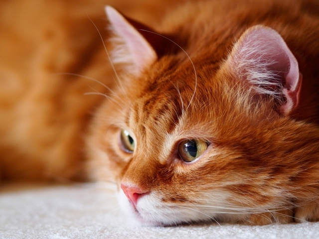 Красивый рыжий кот лежит на кровати