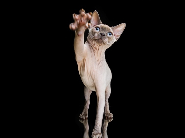 Красивый кот породы Сфинкс тянет лапу на черном фоне