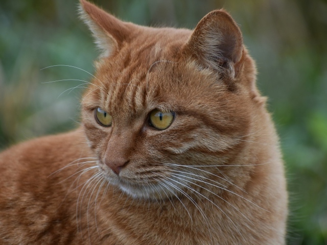 Большой рыжий кот с желтыми глазами смотрит 