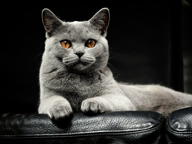Большой серый породистый кот лежит на кожаном диване