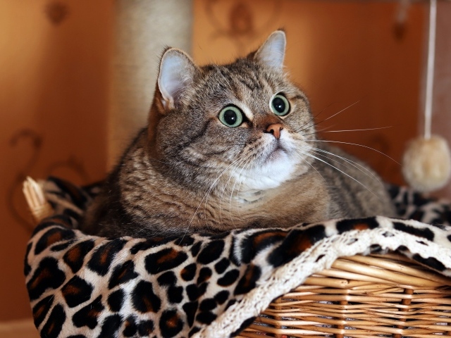 Большой породистый серый кот лежит в корзине