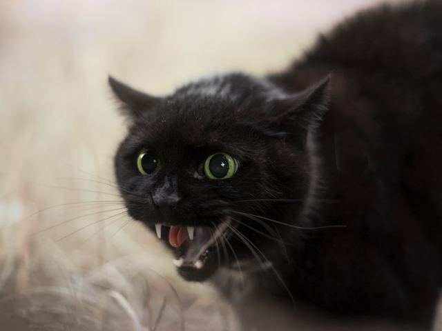 Черный агрессивный кот с острыми клыками 