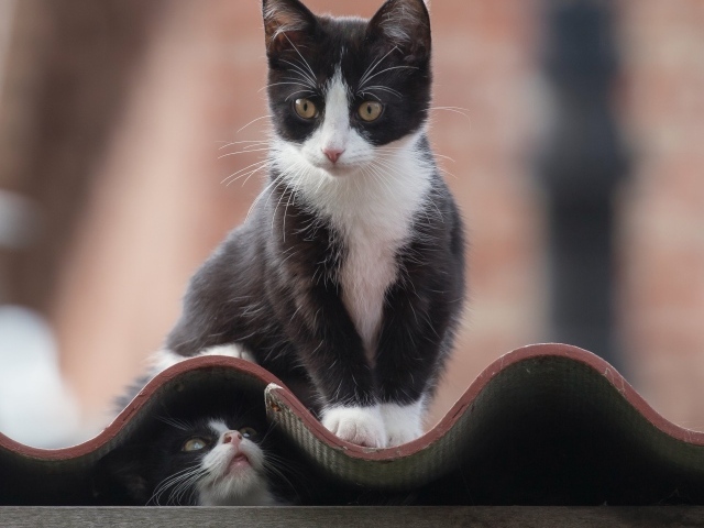 Черно белые коты на крыше 