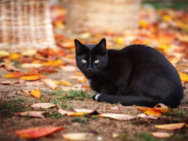 Черный кот сидит на земле с опавшими желтыми листьями