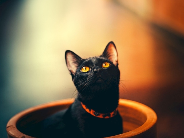 Черный кот с оранжевыми глазами в ошейнике