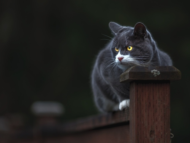 Британский кот с желтыми глазами сидит на заборе