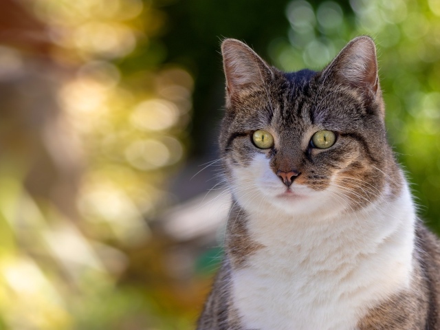 Любопытный взгляд зеленоглазого серого с белым кота
