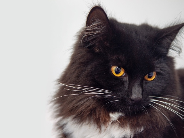 Пушистый черный кот с оранжевыми глазами морда крупным планом