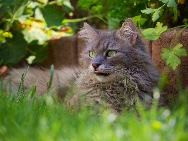 Пушистый серый кот сидит в зеленой траве